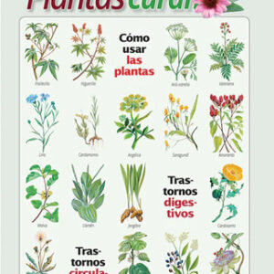 Plantas que curan trastornos digestivos y circulatorios